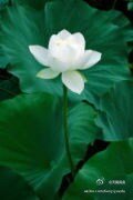 《陌上花開,半生遲》
